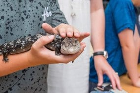 Animal Encounters Animal Parties Profile 1