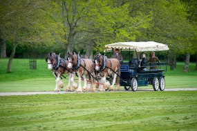 Fawcett Driving Horses Transport Hire Profile 1