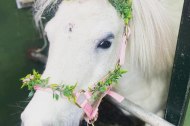 Happy Hooves Burnopfield