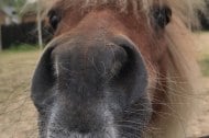 E&S Horse and Pony Adventures undefined Profile 1