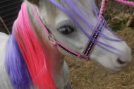 Stardust Pony Parties undefined Profile 1