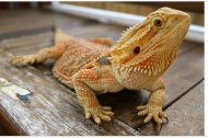 Animal Club undefined Profile 1