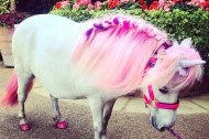 My Little Unicorn undefined Profile 1
