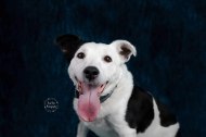 Pixel Pets Photography undefined Profile 1