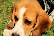 Paws for the picture undefined Profile 1