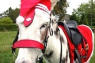 Daisy Donkeys undefined Profile 1