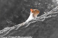 Grace O'Neill Photography undefined Profile 1