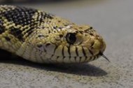Snakes Alive Limited undefined Profile 1