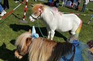 Mini Hoof Events undefined Profile 1