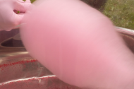 Cotton candyland