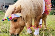 Spring Meadows Pony Parties undefined Profile 1