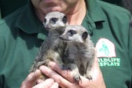 Wildlife Displays