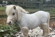 The Pony Party