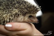 Creatures up Close