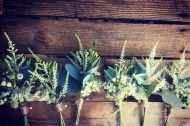 Thistle & String