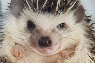 Boo's Mobile Zoo