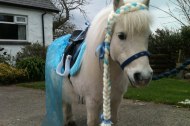 Rainbow Pony Parties NI
