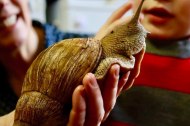 Teaching Talons (The Animal Ambassadors)