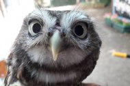 Nature’s Burrow Animal Encounters