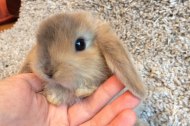 Nature’s Burrow Animal Encounters