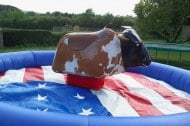 Rodeo bull hire