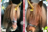 Mini Pony Hire