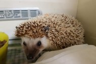 Rocky's Animals