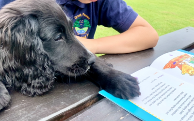 Digger our Therapy Puppy 