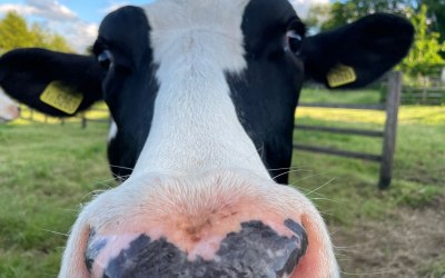 One of our cows at Newlands
