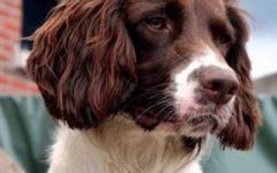 GSS - K9 Detection services