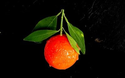 The Blood Orange