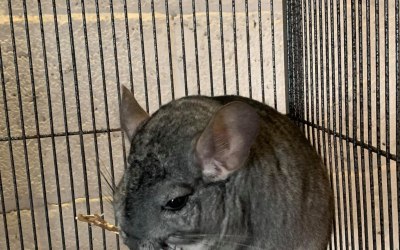 Chinchilla