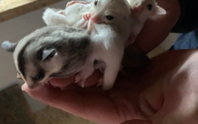 Sugar gliders