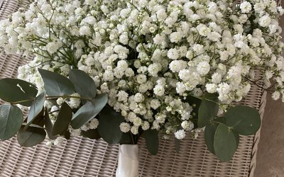 Gypsophila Bou
