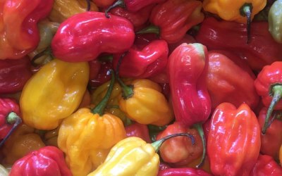 Spice up your life 