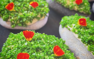 Cod Roe | Chives 