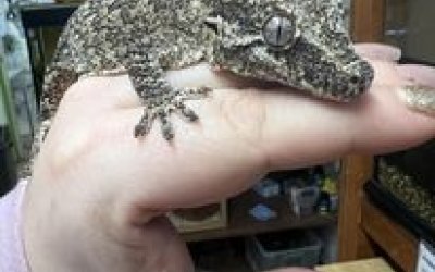 Sophie our Gargoyle gecko