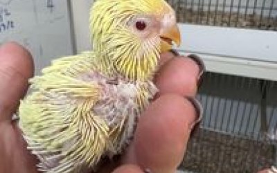 Our spring Chicks
