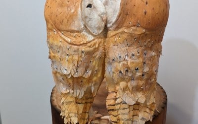 Barn Owls Kissing