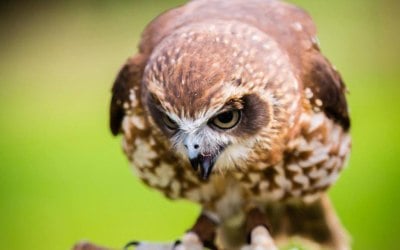 Fixter's Falconry