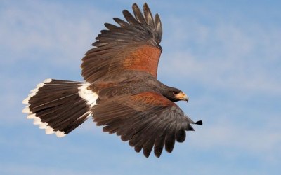 Fixter's Falconry