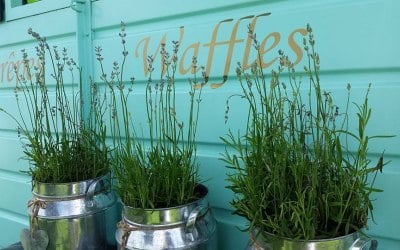 Vintage horsebox catering trailer