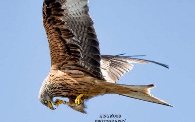 Kingwood Photography 