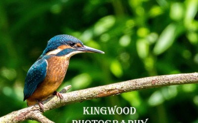 Kingwood Photography 
