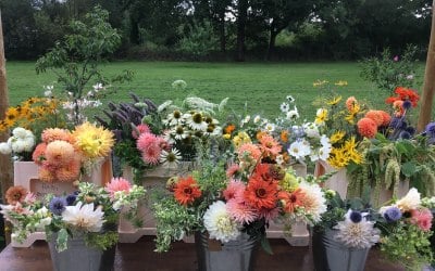 Gorgeous variety and colours