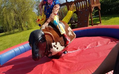 Rodeo Bull Hire