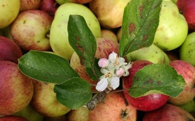 Cider apples