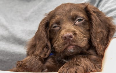 Pet Photography