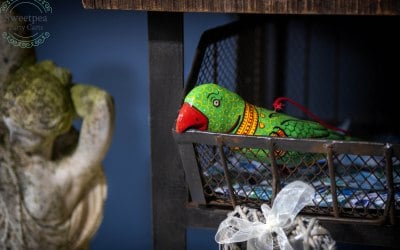 Kiwi the Parrot 