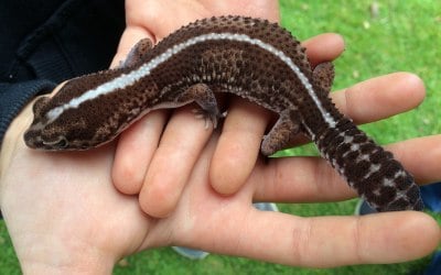 Exotic Pet Parties 7